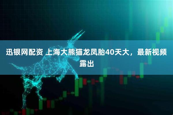 迅银网配资 上海大熊猫龙凤胎40天大，最新视频露出